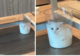 image answer choice
