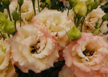 Eustoma