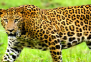 Guépard près à attaquer !!!