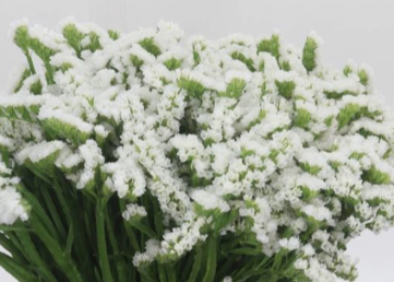 Limonium
