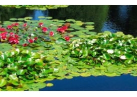 a) Agua de lago con lirio