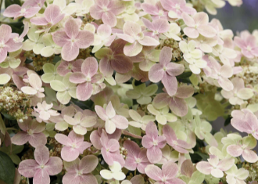 HORTENSIE