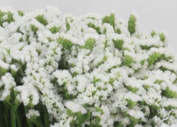 LIMONIUM