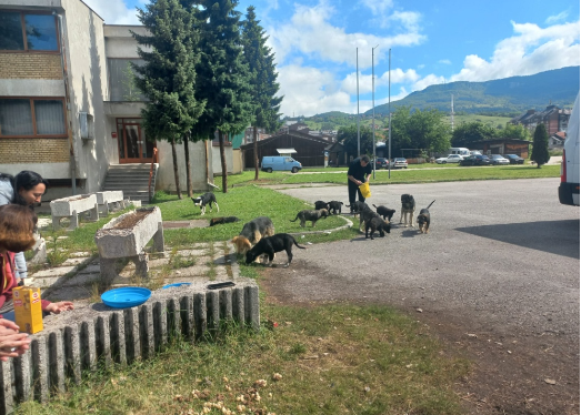 Tierschutzverein Franz von Assisi e.V. - Ärztliche Versorgung der Hunde bei unserem Partnerverein Sapa Zenica in Bosnien, Zwingerreparatur in Bosnien, Versorgung mit Futter in den Unterkünften in Bosnien 
