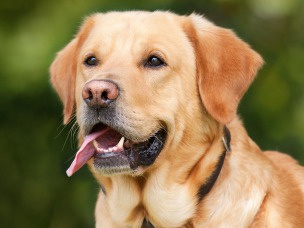 Cane
