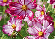 Cosmos sensation picotee