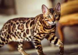 Le plus beau chat du monde !