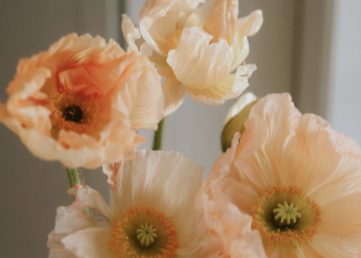 MOHN