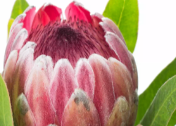 PROTEA
