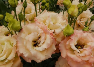 EUSTOMA