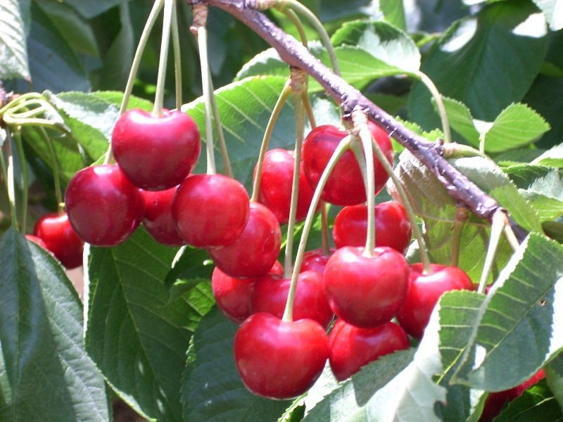 cerezas