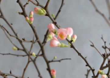 MAGNOLIENZWEIG