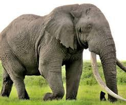 Elefante