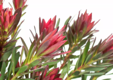 Leucadendron