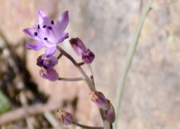 BLAUSTERN