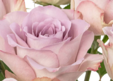 ROSEN