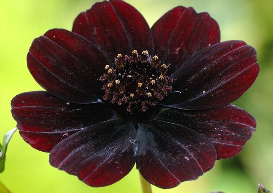 Cosmos chocolat