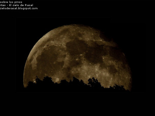 La luna sobre los pinos