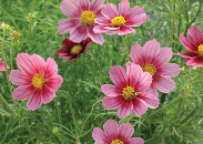 Cosmos antiquity