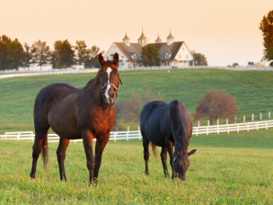 Paard in wei
