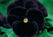 Viola black 