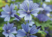 Mauve sylvestre primley blue