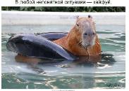 image answer choice