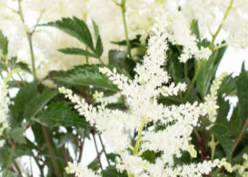 Astilbe