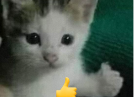 GATITO OKEY