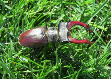 Hirschkäfer