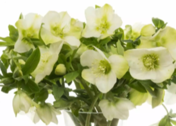 CHRISTROSEN