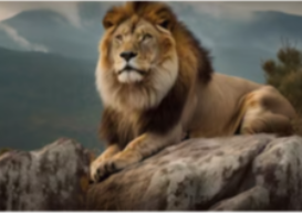 Simba comme dans le roi lion ..