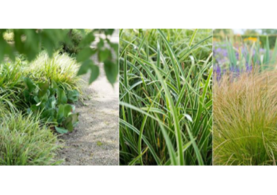 Grassoorten