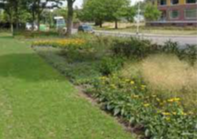 Vaste planten