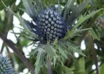 DISTEL