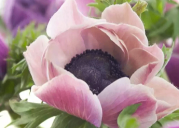 ANEMONE