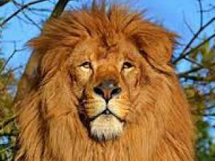 Leone