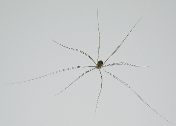 Weberknecht (Hauswand) 