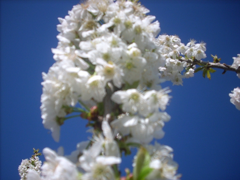 flores de cerezos