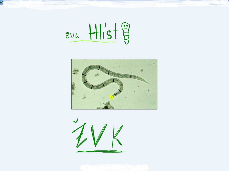 Hlíst
